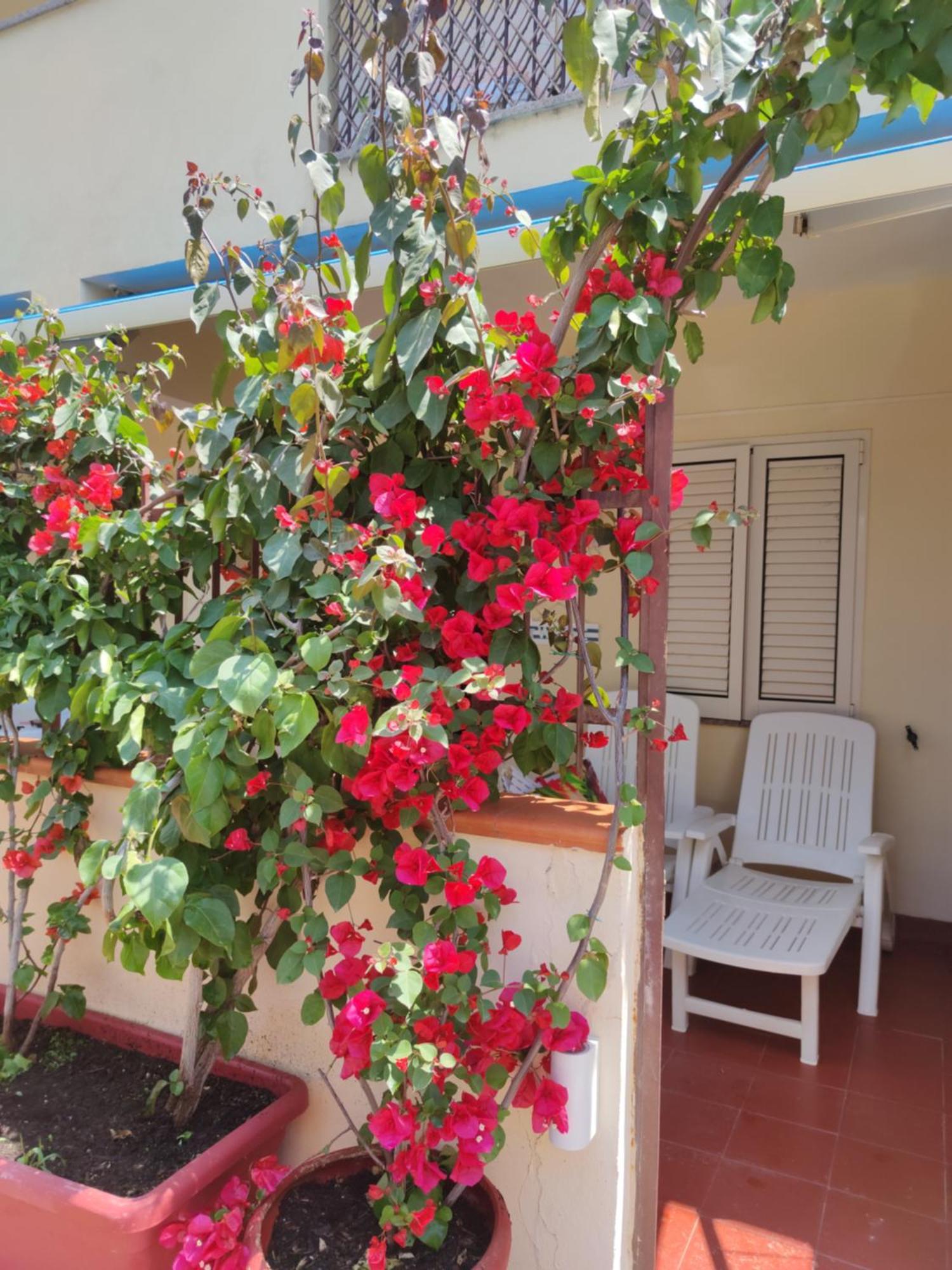 My Little House - Appartamento Con Patio E Parcheggio Privato A 5 Minuti Dalla Spiaggia E Dal Centro Тропеа Екстериор снимка